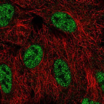 Anti-SMG1 antibody produced in rabbit Prestige Antibodies&#174; Powered by Atlas Antibodies, affinity isolated antibody