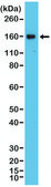 Anti-CD21 antibody, Rabbit monoclonal recombinant, expressed in HEK 293 cells, clone RM372, purified immunoglobulin