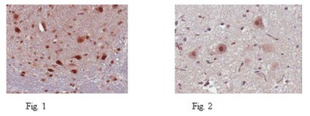 Anti-EVI-5 Antibody from rabbit, purified by affinity chromatography