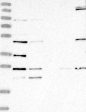 Anti-LYAR antibody produced in rabbit Prestige Antibodies&#174; Powered by Atlas Antibodies, affinity isolated antibody, buffered aqueous glycerol solution