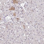 Anti-BAG6 antibody produced in rabbit Prestige Antibodies® Powered by Atlas Antibodies, affinity isolated antibody, buffered aqueous glycerol solution