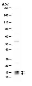 抗ATG8抗体 from rabbit, purified by affinity chromatography