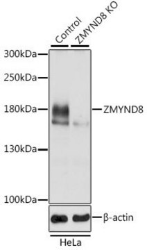 Anti-ZMYND8 antibody produced in rabbit