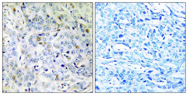 Anti-PDIK1L antibody produced in rabbit affinity isolated antibody