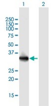 Anti-LMAN2L antibody produced in mouse purified immunoglobulin, buffered aqueous solution