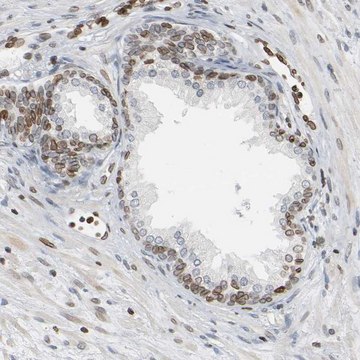 Anti-PRKAG2 antibody produced in rabbit Prestige Antibodies&#174; Powered by Atlas Antibodies, affinity isolated antibody, buffered aqueous glycerol solution