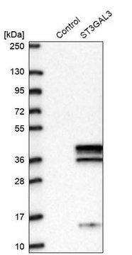 Anti-ST3GAL3 antibody produced in rabbit Prestige Antibodies&#174; Powered by Atlas Antibodies, affinity isolated antibody, buffered aqueous glycerol solution