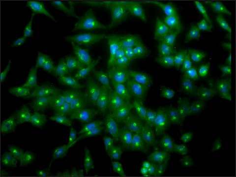 Monoclonal Anti-Tcp1-Alpha antibody produced in rat clone 23c, purified immunoglobulin