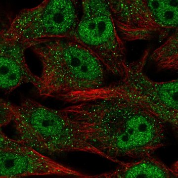 Anti-SREBF2 antibody produced in rabbit Prestige Antibodies&#174; Powered by Atlas Antibodies, affinity isolated antibody