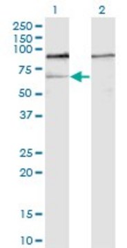 Monoclonal Anti-GNL3 antibody produced in mouse clone 1A1, purified immunoglobulin, buffered aqueous solution