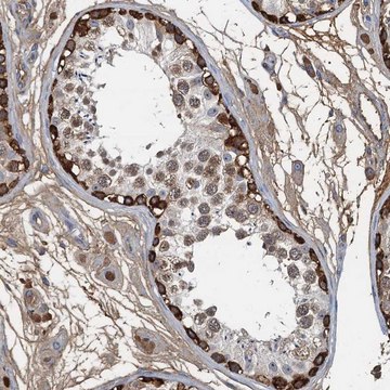 Anti-LSM14B antibody produced in rabbit Prestige Antibodies&#174; Powered by Atlas Antibodies, affinity isolated antibody, buffered aqueous glycerol solution