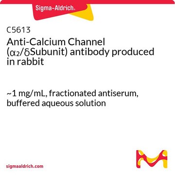 Anti-Calcium Channel (&#945;2/&#948;Subunit) antibody produced in rabbit ~1&#160;mg/mL, fractionated antiserum, buffered aqueous solution