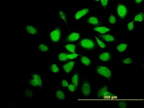 Monoclonal Anti-CAMK2A antibody produced in mouse clone 2C4, purified immunoglobulin, buffered aqueous solution