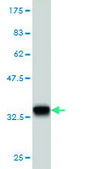 Monoclonal Anti-ATP6V1C2 antibody produced in mouse clone 3D5, purified immunoglobulin, buffered aqueous solution