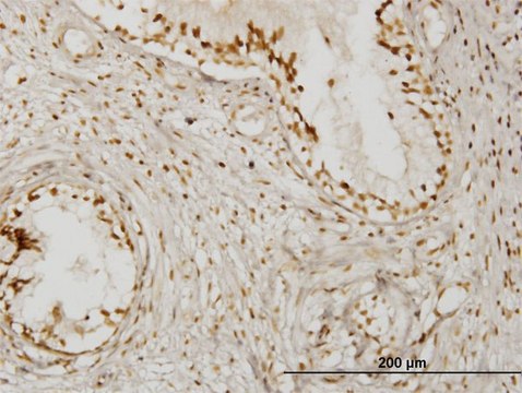 Monoclonal Anti-KLHDC4 antibody produced in mouse clone 4G11, purified immunoglobulin, buffered aqueous solution