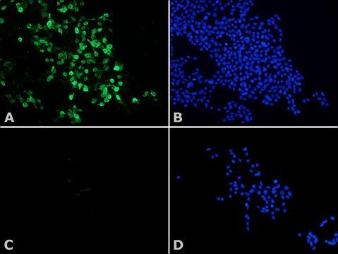 Anti-Histone Deacetylase 8 (HDAC8) antibody produced in rabbit affinity isolated antibody, buffered aqueous solution