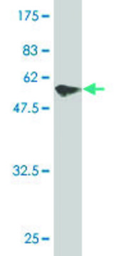 Monoclonal Anti-PIR antibody produced in mouse clone 4D1, purified immunoglobulin, buffered aqueous solution