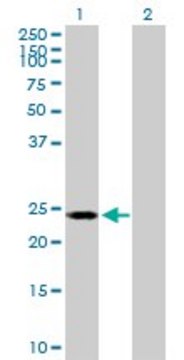 Anti-POLR2E antibody produced in mouse purified immunoglobulin, buffered aqueous solution