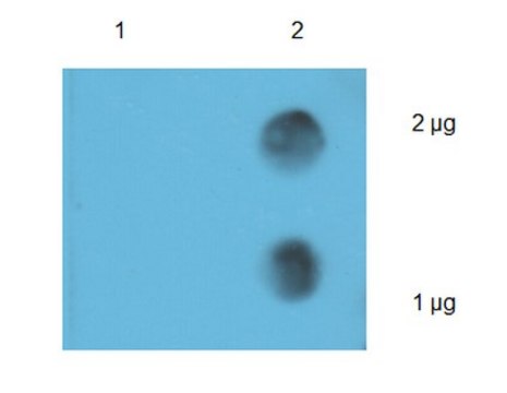 Anti-N6-methyladenosine (m6A) Antibody from rabbit