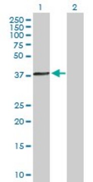 Anti-ACTRT1 antibody produced in mouse purified immunoglobulin, buffered aqueous solution