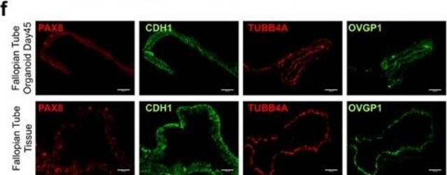 Anti-OVGP1 antibody produced in rabbit Prestige Antibodies&#174; Powered by Atlas Antibodies, affinity isolated antibody, buffered aqueous glycerol solution