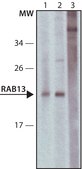 Anti-Rab13 antibody produced in rabbit ~1.0 mg/mL, affinity isolated antibody