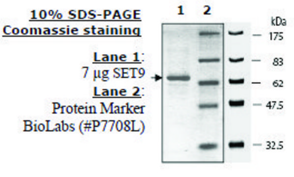 Set7/Set9 human recombinant, expressed in E. coli, &#8805;70% (SDS-PAGE)