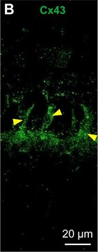 Anti-Connexin-43 antibody produced in rabbit affinity isolated antibody, buffered aqueous solution