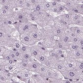 Anti-BHLHE22 antibody produced in rabbit Prestige Antibodies® Powered by Atlas Antibodies, affinity isolated antibody, buffered aqueous glycerol solution