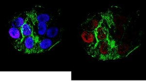 Anti-Acetyl Histone H3 (Lys27) Antibody, clone 5E2.2 clone 5E2.2, from mouse