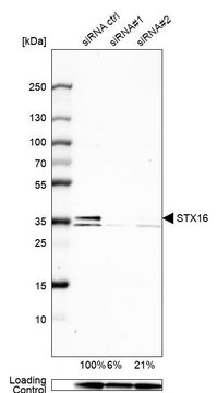 Anti-STX16 antibody produced in rabbit Prestige Antibodies&#174; Powered by Atlas Antibodies, affinity isolated antibody, buffered aqueous glycerol solution