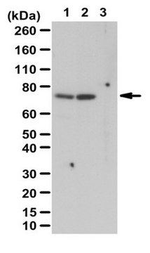 磷酸化p70 S6激酶（Tyr389）抗体 from rabbit, purified by affinity chromatography