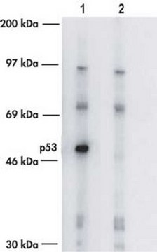 Anti-p53 (Ab-7) (Pantropic) Sheep pAb liquid, Calbiochem&#174;