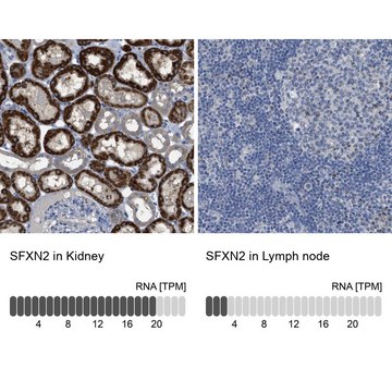 Anti-SFXN2 antibody produced in rabbit Prestige Antibodies&#174; Powered by Atlas Antibodies, affinity isolated antibody, buffered aqueous glycerol solution