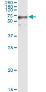 Anti-GFPT2 antibody produced in rabbit purified immunoglobulin, buffered aqueous solution