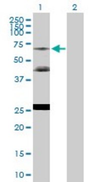 Anti-NR2C2 antibody produced in rabbit purified immunoglobulin, buffered aqueous solution