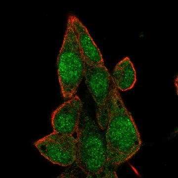 Anti-BRD7 antibody produced in rabbit Prestige Antibodies&#174; Powered by Atlas Antibodies, affinity isolated antibody