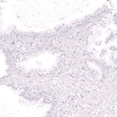 Monoclonal Anti-CD19 antibody produced in mouse Prestige Antibodies® Powered by Atlas Antibodies, clone CL15459, purified antibody (Protein A)