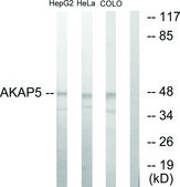 Anti-AKAP5 antibody produced in rabbit affinity isolated antibody