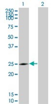 Monoclonal Anti-NQO2 antibody produced in mouse clone 3E8-G2, purified immunoglobulin, buffered aqueous solution