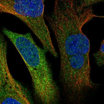 Anti-ERRFI1 antibody produced in rabbit Prestige Antibodies&#174; Powered by Atlas Antibodies, affinity isolated antibody, buffered aqueous glycerol solution