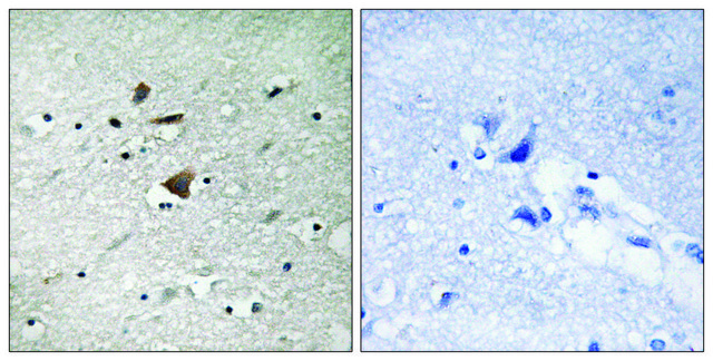 Anti-APC1 antibody produced in rabbit affinity isolated antibody