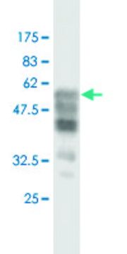 Monoclonal Anti-SYP antibody produced in mouse clone 3B3, purified immunoglobulin, buffered aqueous solution