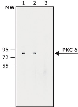 Anti-Protein Kinase&#160;C&#948; antibody produced in rabbit whole antiserum