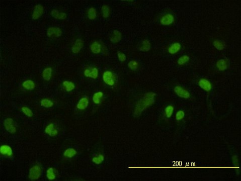 Monoclonal Anti-UBE2H antibody produced in mouse clone 3C4-1A2, purified immunoglobulin, buffered aqueous solution