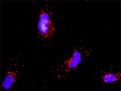 Monoclonal Anti-PTEN antibody produced in mouse clone 2G9, purified immunoglobulin, buffered aqueous solution