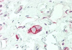 Anti-SLC38A3 antibody produced in rabbit affinity isolated antibody