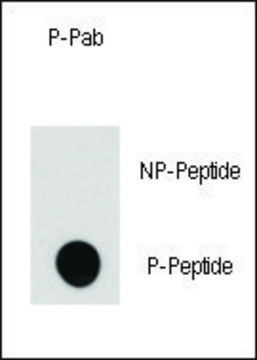 Anti-Phospho-RASGRF1-S929 antibody produced in rabbit IgG fraction of antiserum, buffered aqueous solution