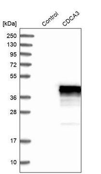 Anti-CDCA3 antibody produced in rabbit Prestige Antibodies&#174; Powered by Atlas Antibodies, affinity isolated antibody, buffered aqueous glycerol solution