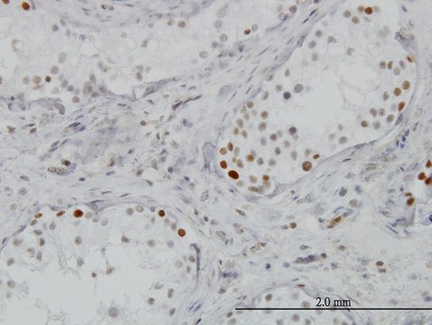 Monoclonal Anti-BRD3, (C-terminal) antibody produced in mouse clone 7G6, purified immunoglobulin, buffered aqueous solution